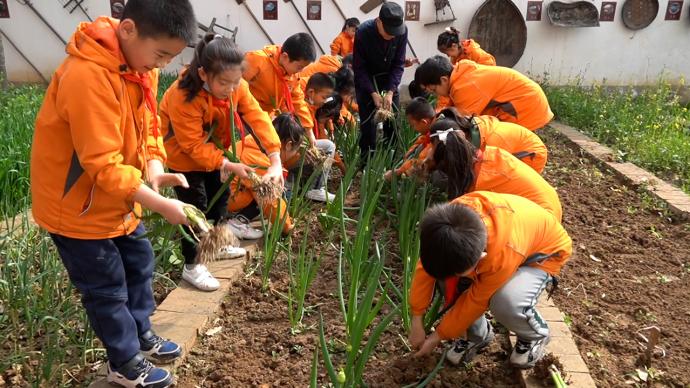 西安一小学开设学农实践课：收获的蔬果全校共享