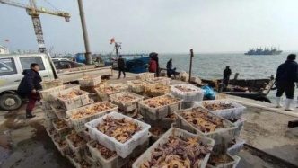 胶州湾海星预计造成经济损失约1亿，青岛渔民已捕杀45万斤