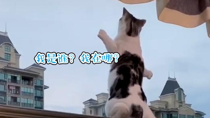 猫猫能看见玻璃吗 玻璃擦得太干净是什么体验