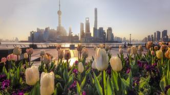 踏青| 上海的郁金香、海棠进入观赏期，就近赏花去