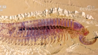 2020中国古生物学十大进展：5亿年前的虾形化石有5只眼