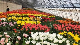 国家林草局：欢迎台胞台企来大陆投资花卉产业