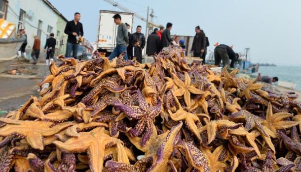 "海星大军"入侵胶州湾疯狂掠食,当地已捕杀45万斤