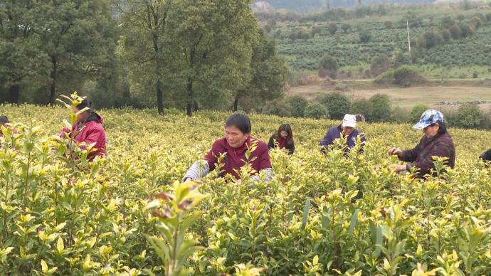 航拍千亩茶园：茶农穿梭其间抢摘春茶