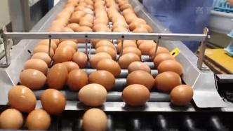 禽流感蔓延，日本多地鸡蛋价格年内已涨八成