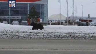 惊险！俄罗斯小伙街头被棕熊追赶侥幸逃脱