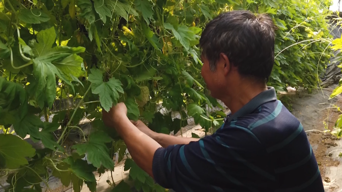 新品种苹果苦瓜走向市场种植户比普通苦瓜贵出2倍