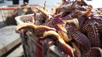 青岛胶州湾海星捕捞上岸，收购商：可蒸食，味道像蟹黄