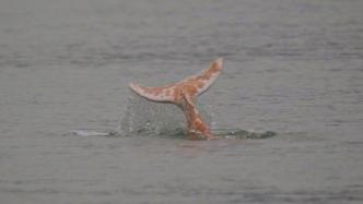 中华白海豚误入广西西江后再失踪：皮肤已感染，救援电话公布