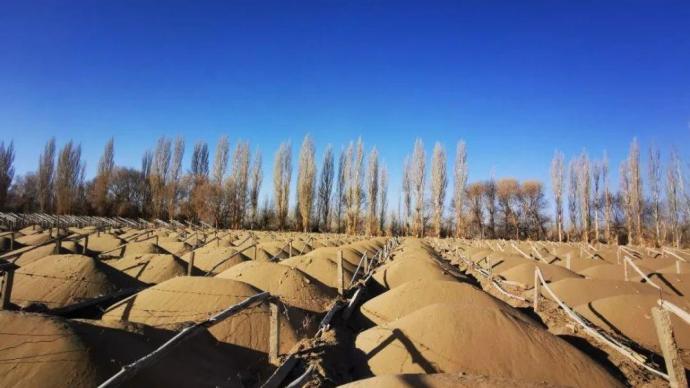 敦煌阳关林场防护林被毁调查结果公布:存在乱砍乱伐