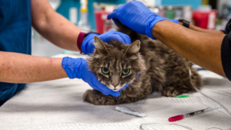 美法首次在猫狗身上发现新冠病毒变异毒株B.1.1.7