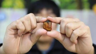亿万年前的“大角蝽”！中国科学家发现恐龙时代昆虫新物种