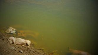 内蒙古达拉特旗段黄河大堤内多处现死猪，到底哪儿来的？