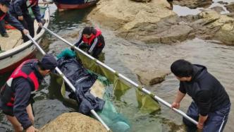 误入广西西江的中华白海豚死亡，善后处理工作正在进行