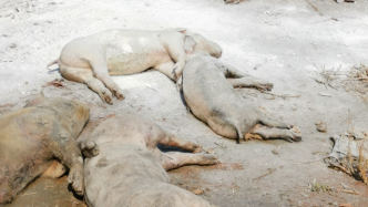 景德镇一养猪场大批死猪致污染，村民称整改一个月未解决