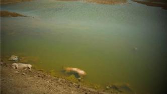 半月谈：一段大堤内就有数十头死猪，黄河虽大容不下如此污染