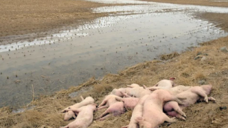 内蒙古段黄河大堤内发现不少死猪，来源尚不清楚