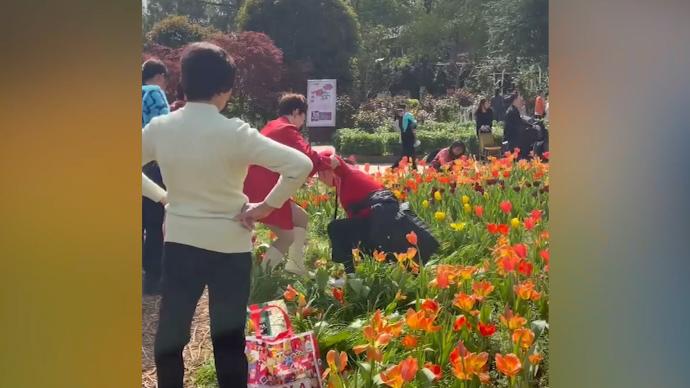 游客進(jìn)入植物園郁金香花海內(nèi)拍照，網(wǎng)紅景觀遭踩踏破壞