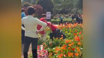 游客進入植物園郁金香花海內拍照，網紅景觀遭踩踏破壞