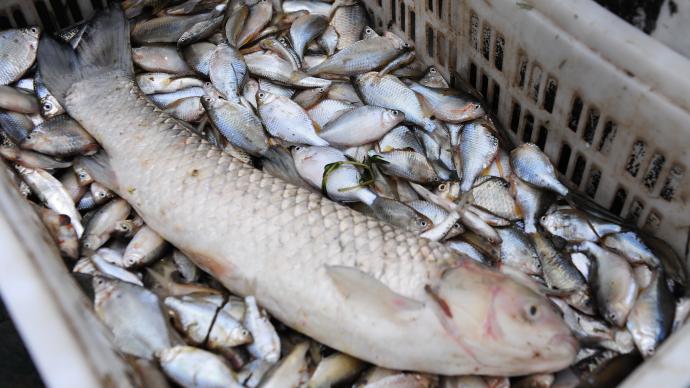 電一通、魚(yú)全掛，兩人在滬蘇交界水域非法電捕魚(yú)被捕