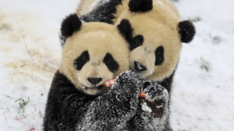 比利时大熊猫“天宝”咬伤工作人员，原因不明正调查