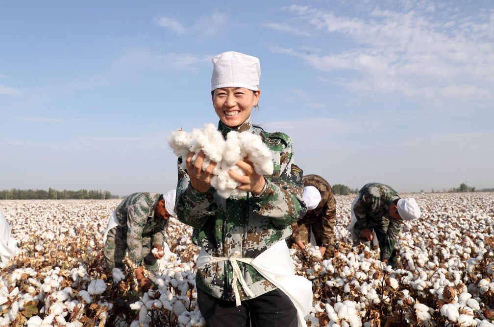 2018年9月23日,在新疆某农场,拾棉工正在采摘棉花.