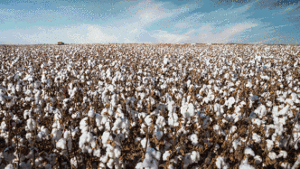 图集｜智慧农机“唱主角”！新疆棉花是这么种这么采的