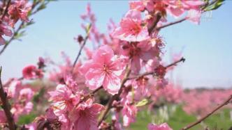 上海淀山湖畔桃花盛开，这里的桃花品系多达800个