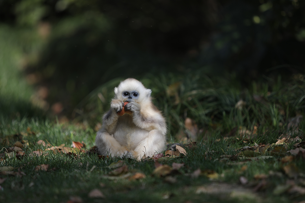 川金丝猴幼崽图片