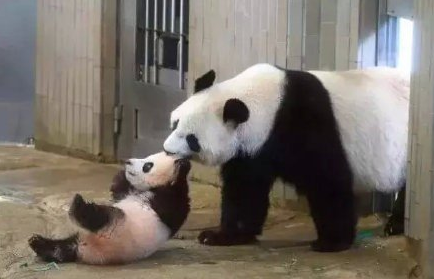 熊猫“香香”和妈妈“仙女”