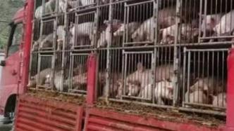 湖南省长沙县在查获的外省违规调运生猪中发现非洲猪瘟疫情