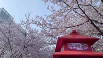 鲁迅公园首届樱花节开幕，1984年中日青年在此栽下樱花树