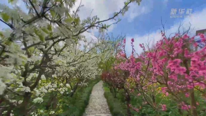 上海桃花节浪漫登场，“赏花经济”助力乡村振兴