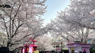 满城尽是“花花世界”，在上海如何共赴一场浪漫的春天之约？