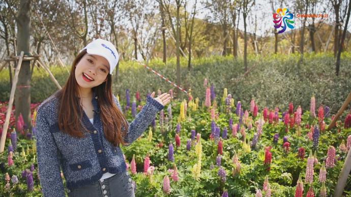 崇明花博丨你可知歌里的"鲁冰花"长什么样?小姐姐带你看