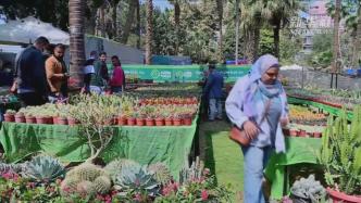 220家企业参展，埃及举办最大花卉展助花农拓展销路