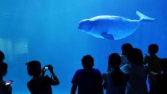 上海首家“空中海洋馆”将开业，系全市第5家水族馆