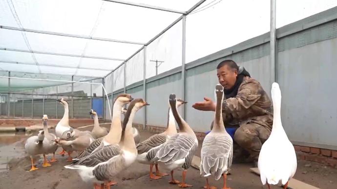 渤海湾畔，一个人守护一群鸟