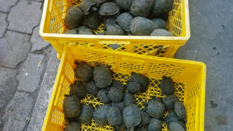 手提箱内藏185只幼龟，厄瓜多尔查获野生动物走私案