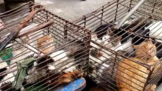 柳州市场现宰杀活猫一条街：商贩提供烹煮服务，相关部门介入
