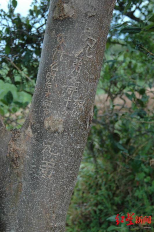 哥哥王凤林在树上刻的字。