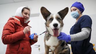 俄罗斯注册世界首款兽用新冠疫苗