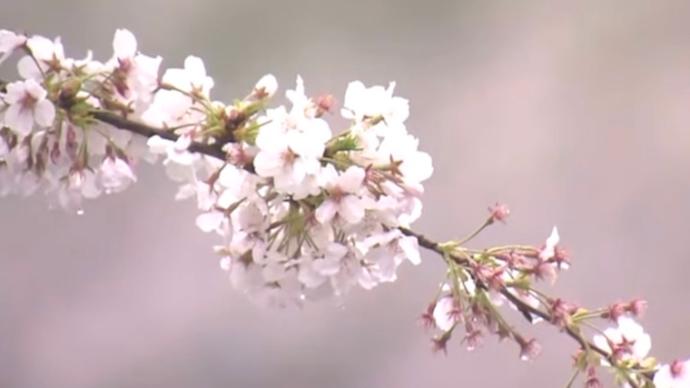 日本京都迎1200年來最早櫻花季，或受全球變暖影響