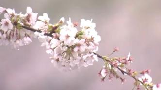 日本京都迎1200年来最早樱花季，或受全球变暖影响