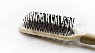 压力导致脱发是真的？专访哈佛华人学者：探索毛发再生新方法