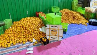 甜橙假冒“褚橙”卖出300余万元，被警方一锅端