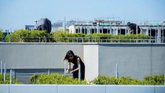 杭州一综合体楼顶种了十亩绿茶，称“花费不算大，技术性强”