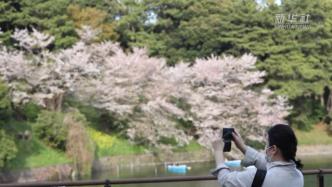 东京樱花季接近尾声，赏樱景点呼吁游客遵守防疫措施