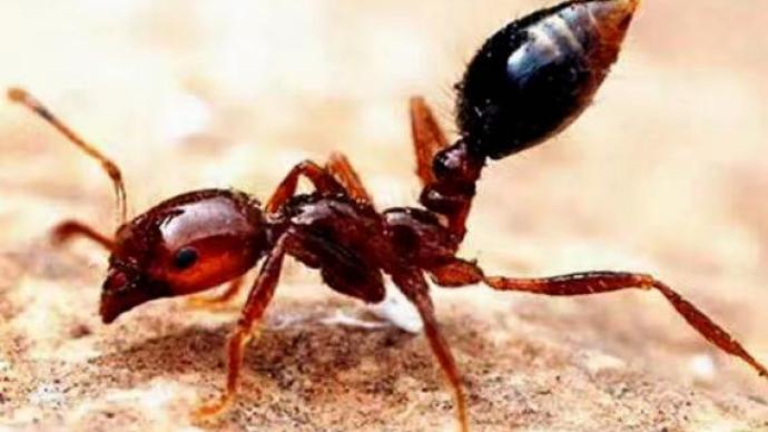 红火蚁已传播至12个省份 揭阳采购近37万元饵剂应对入侵