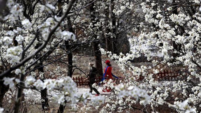 好美！黄河古村梨花绽放如雪